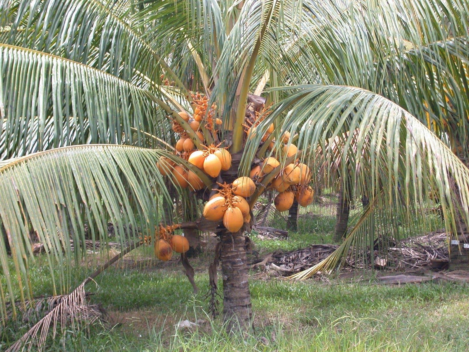 Chowghat Orange Dwarf
